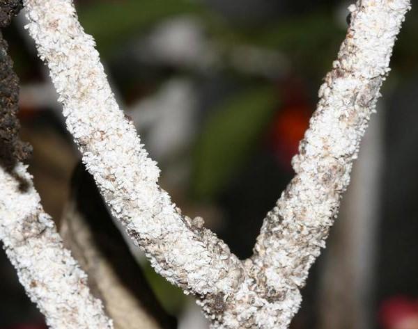 euonymus scale on branches