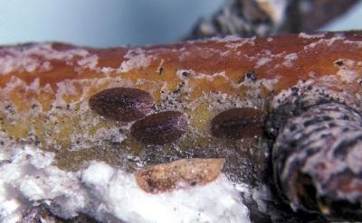 closeup of cottony maple scale nymphs on a twig