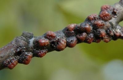 closeup of magnolia scale