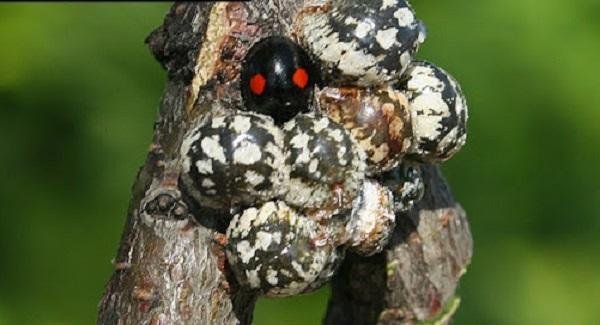 two spotted lady beetle feeding on calico scale