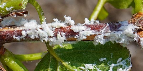 white planthopper nymphs can look like scale