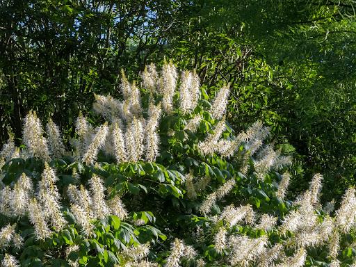 bottlebrush buckeye in bloom