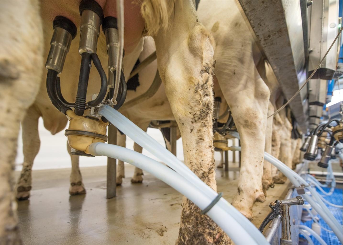 Milking dairy cows.  Image: pixabay.com