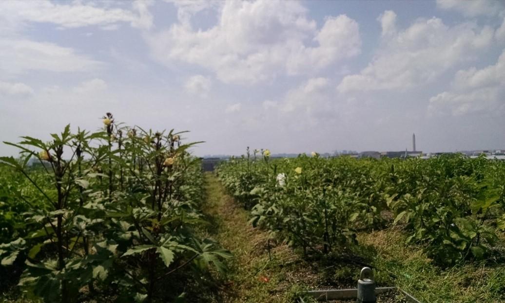 Figure 5: Okra growing on a retrofitted green roof at Up Top Acres in Washington, DC. Rooftop farming can be outdoors, as in this example, or in a greenhouse (controlled environment agriculture). Photo by Neith Little, UMD Extension.