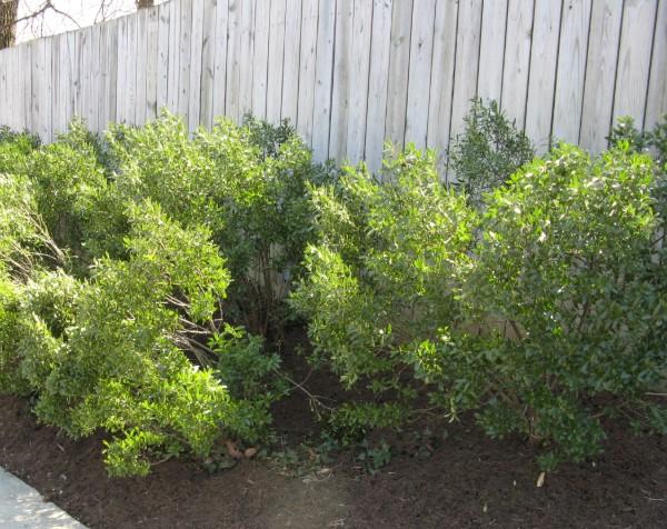 a row of evergreen inkberry hollies planted along a fence