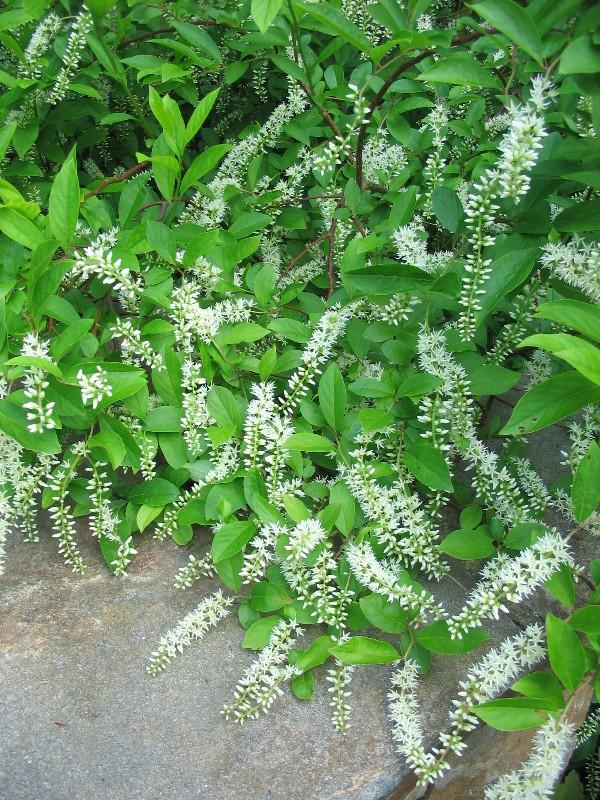 Virginia sweetspire, Itea virginica 'Henry's Garnet'. Photo: M. Talabac