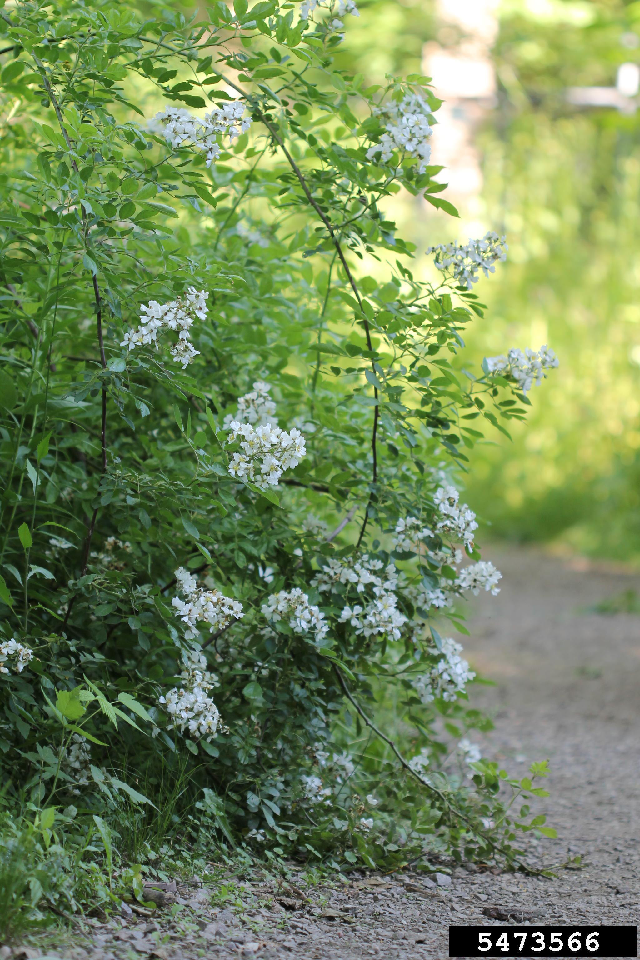 Multiflora Rose plants and flowers. Photo by Rob Routledge, Sault College, bugwood.org