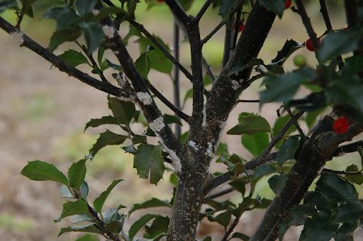 white flocking  of white prunicola scale on stems of a shrub