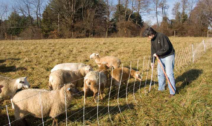 Fenced in sheep