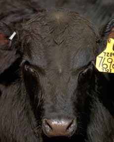 The head of a black angus bull.