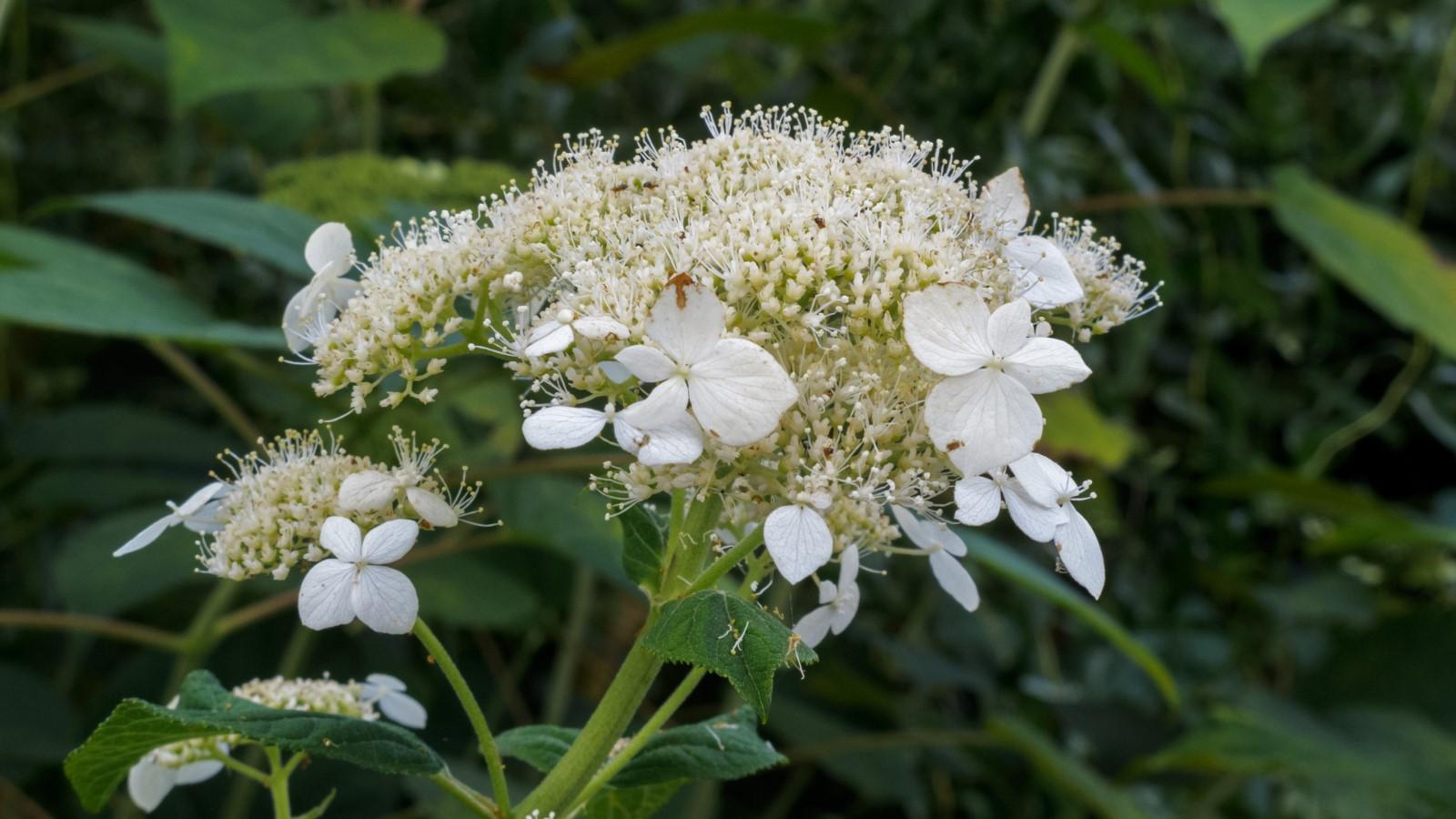 Blooms of the native shrub smooth hydrangea.