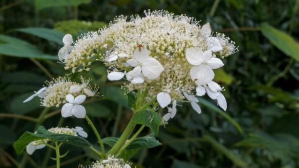 smooth hydrangea