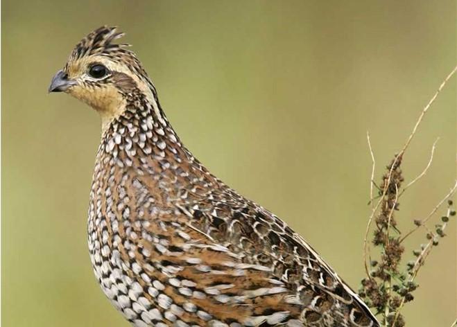 Female northern bobwhite quail. Photo courtesy Brian E. Small/VIREO