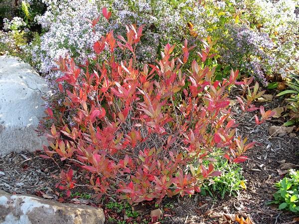 Black huckleberry shrub