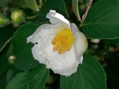 Bloom of a Japanese stewartia tree.