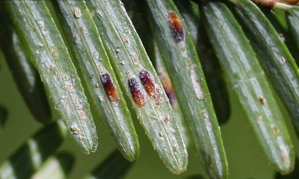 Close-up of elongate hemlock scale on the undersids of hemlock foliage.