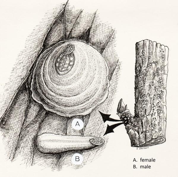 Illustration of white peach scale comparing male and female covers.