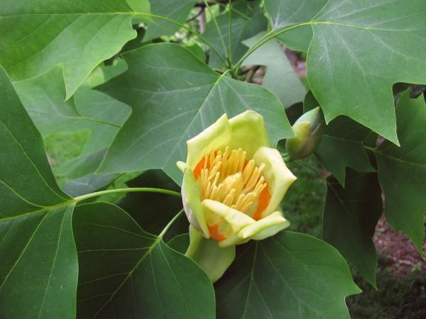 Bloom of a tulip poplar tree.