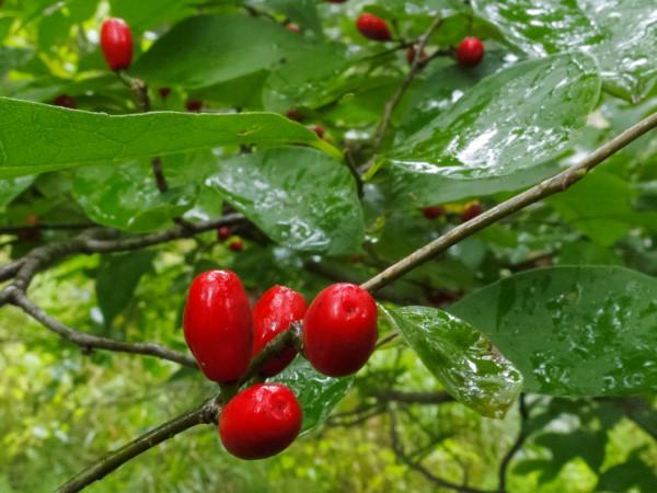 Ripe fruits on spicebush.