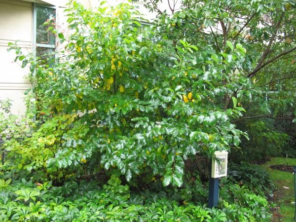 Growth habit of spicebush in mostly shade.