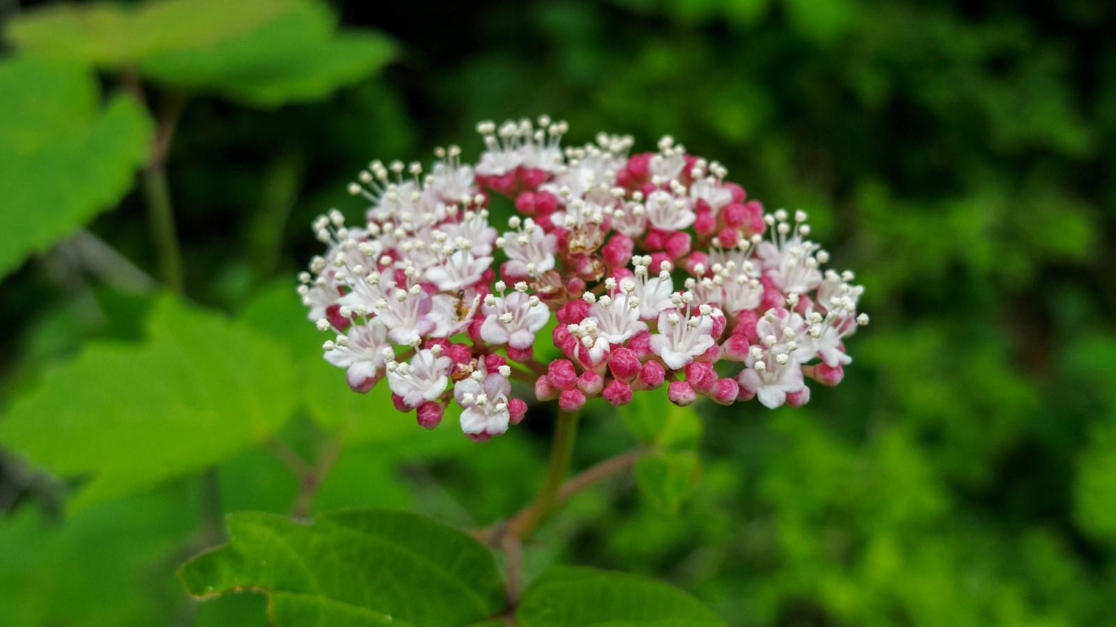 Bloom of the native shrub mapleleaf viburnum.