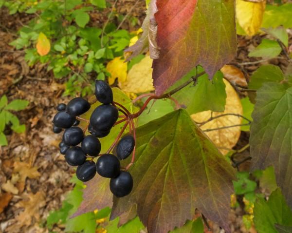 Fruits of the native shrub mapleleaf viburnum.