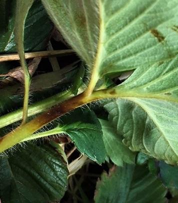 Fig. 3 Strawberry stem with dark spot