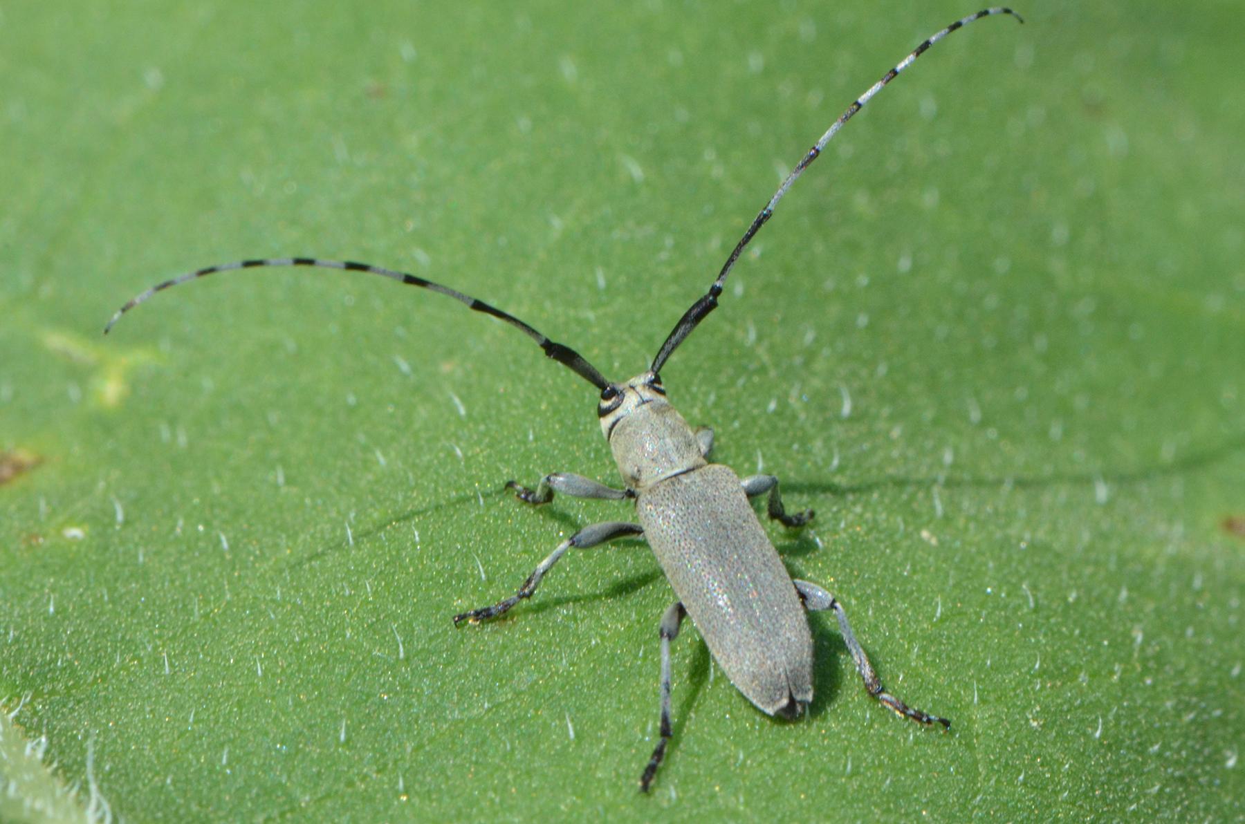 Figure 1. Adult Dectes stem borer on sunflower leaf. Photo: Alan Leslie