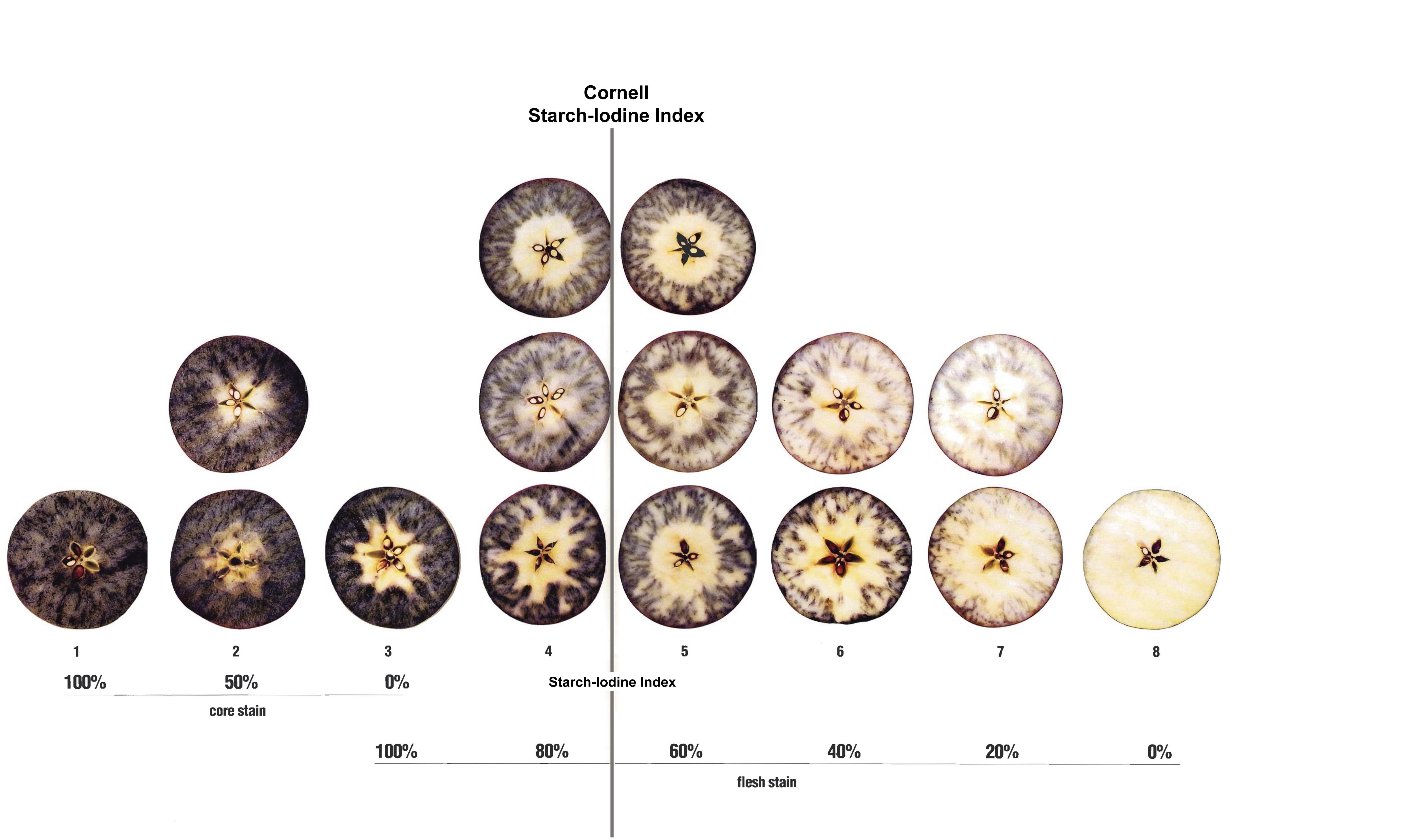 Figure 4. The starch iodine test chart on a scale from 1 to 8 developed for McIntosh apples. This chart was developed by Blanpied and Silsby, 1992 and can be used for many apple cultivars. It is often referred to as the “Cornell chart.” Photo:https://ecommons.cornell.edu/bitstream/handle/1813/3299/Predicting%20Harvest%20Date%20Window%20for%20Apples.pdf?sequence=2&isAllowed=y.