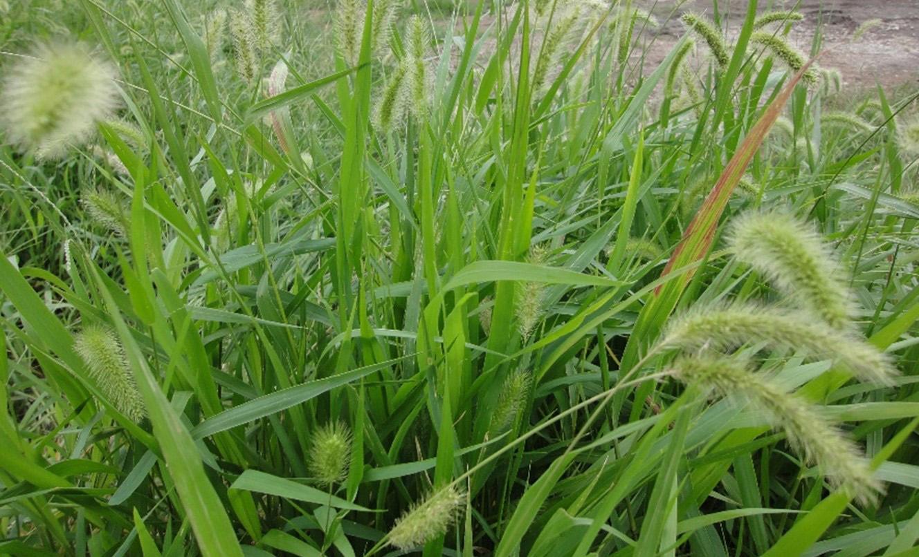 Fig. 3. Green foxtail (Setaria viridis). Attribute: Dick T. Johnson (CC)