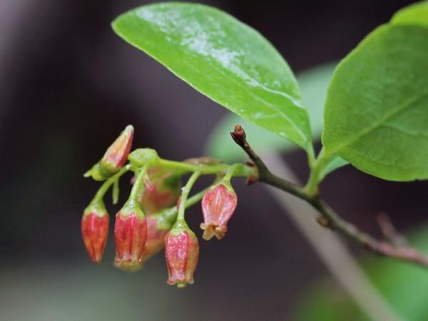 Blooms of native shrub black huckleberry.