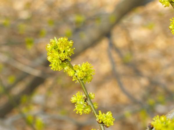 Blooms of the native shrub spicebush.