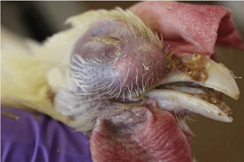 Facial swelling, swollen wattles, and mucoid nasal discharge 