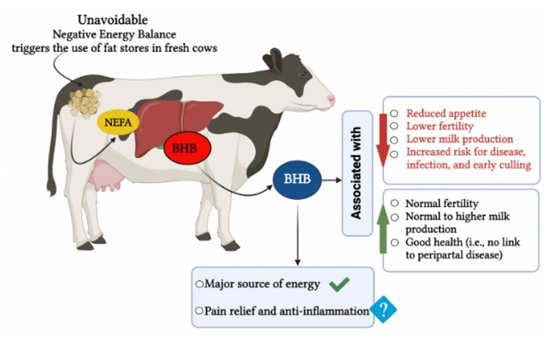 Figure 2. Overview of peripartal ketosis and its relation to lactation performance, fertility, and health, during the first weeks after calving. Figure generated with BioRender (https://biorender.com). 