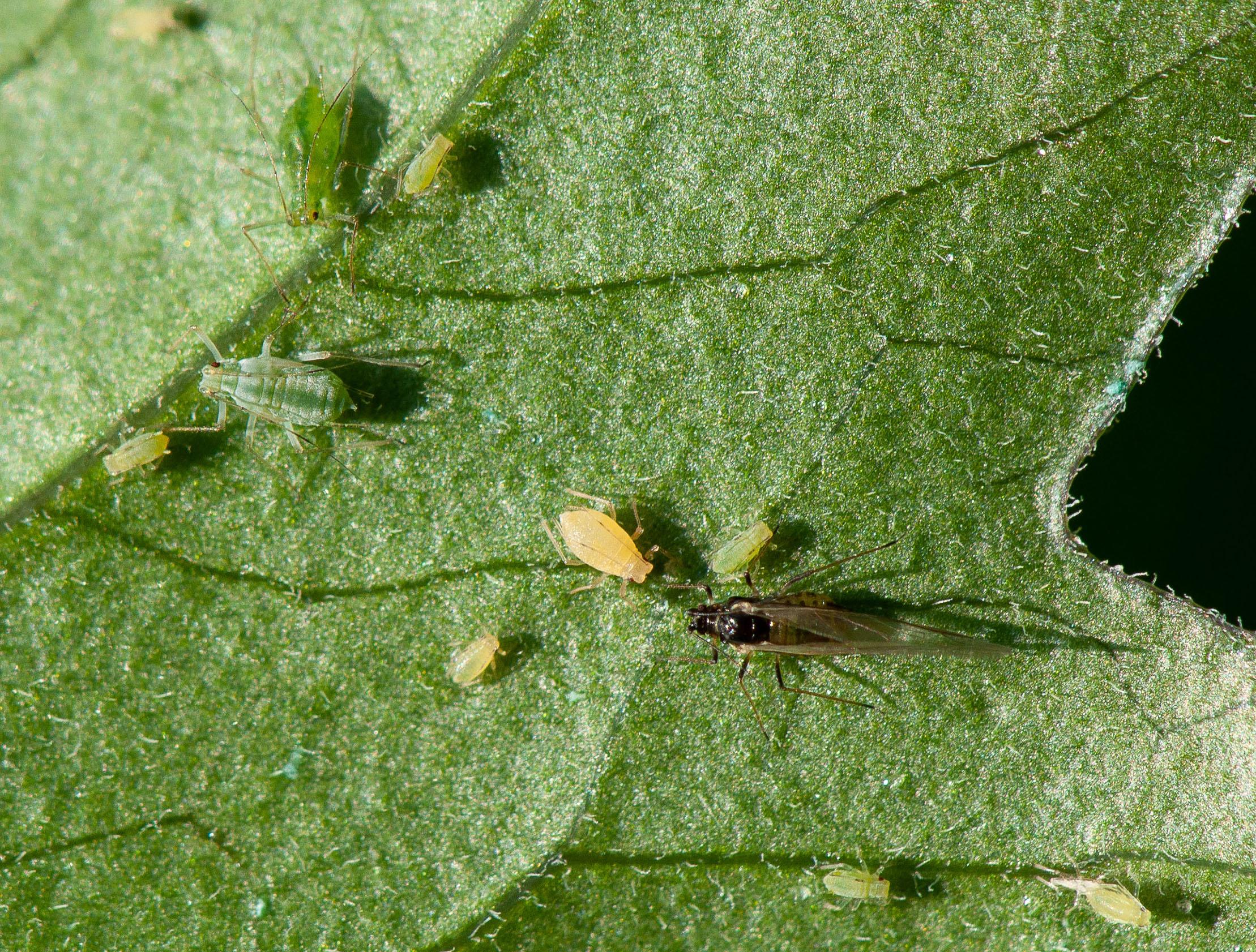 Green peach aphids on leaf