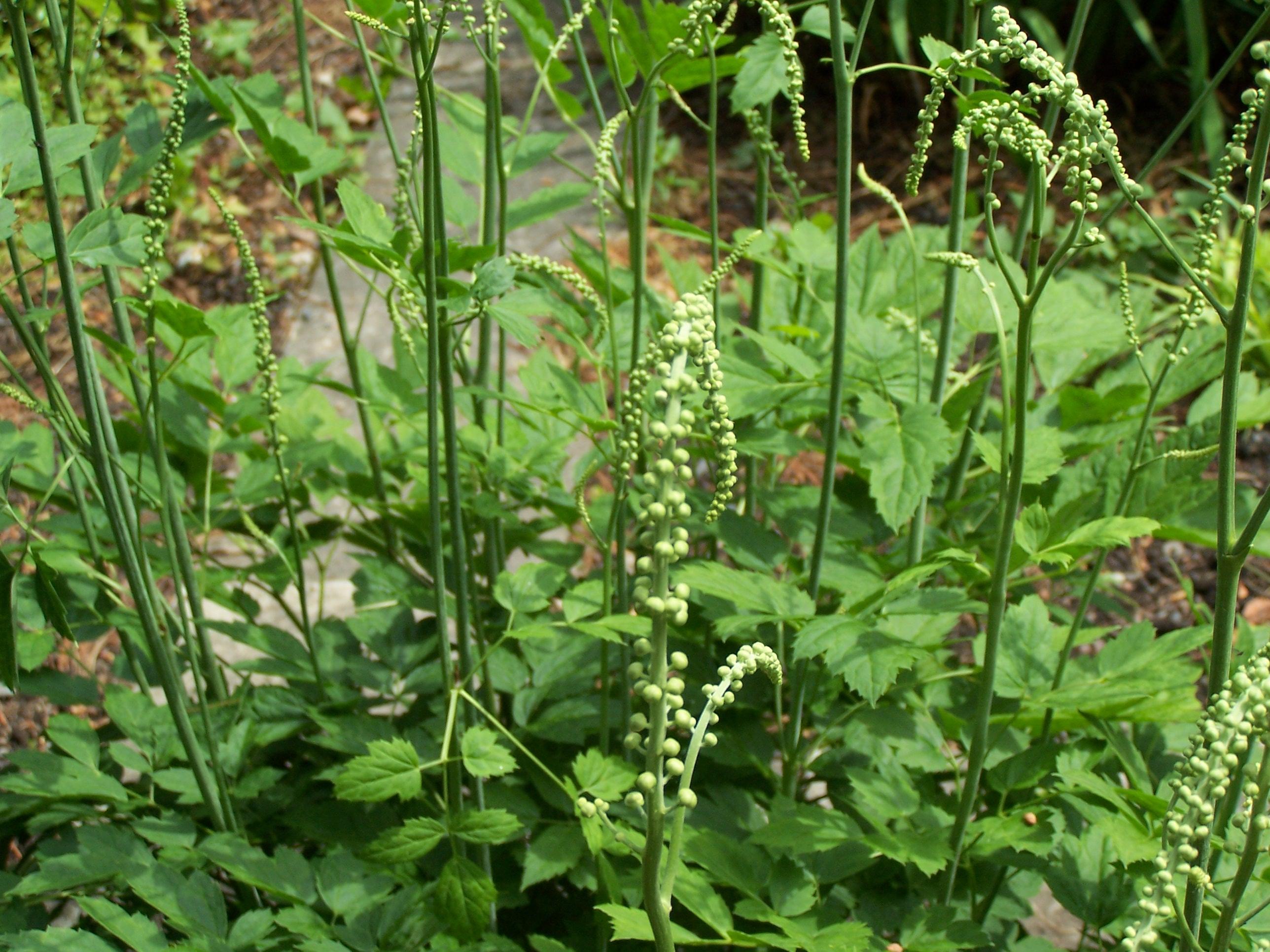 Snakeroot plant