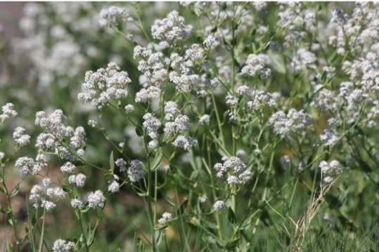 Fig. 7. Perennial pepperweed (Lepidium latifolium) an  invasive noxious weed. Photo: J. N. Stuart (CC).