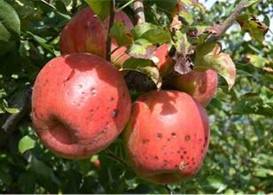 Figure 1. Bitter Pit developing on Honeycrisp apples preharvest. Source: Growing Produce.