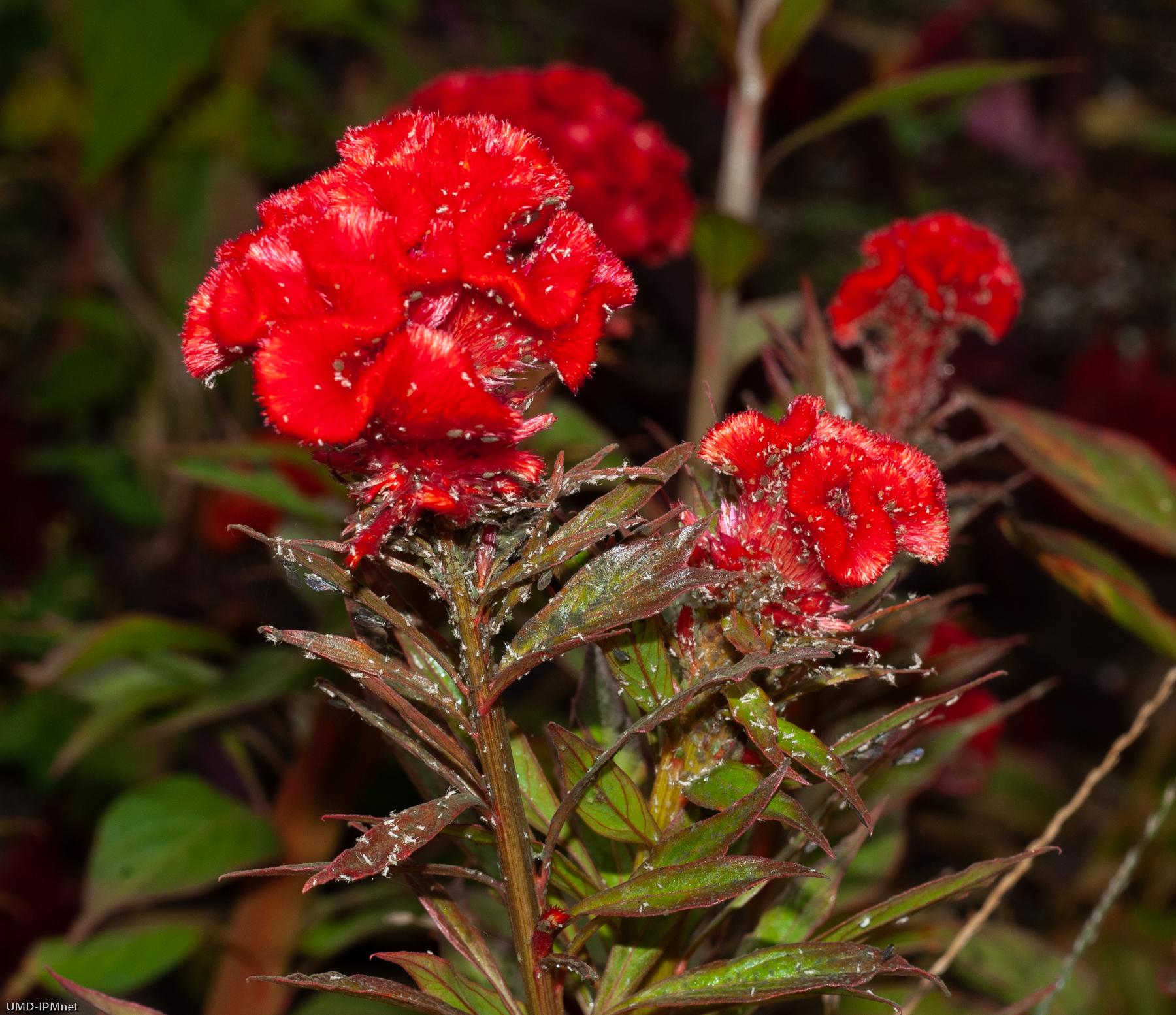 Heavy infesation of aphids on celosia