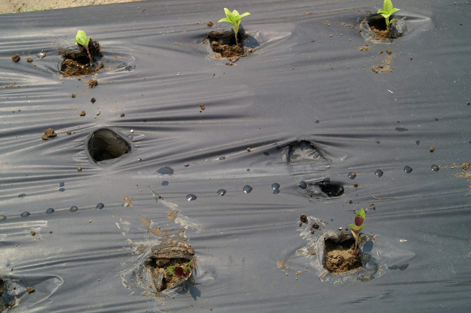 Newly planted celosia plugs into plastic in field