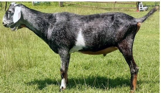 . A black roan Nubian Buck standing in a field demonstrating a normal posture that male goats and sheep use to urinate.