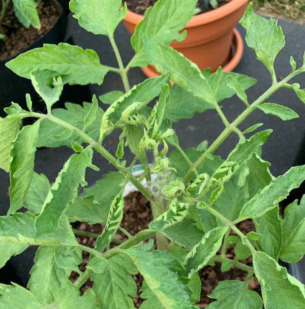 curling leaves on a tomato plant