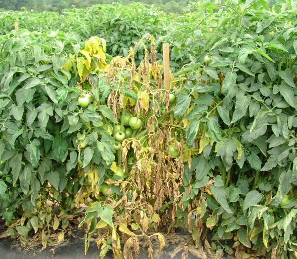 yellow and wilted section of a tomato plant