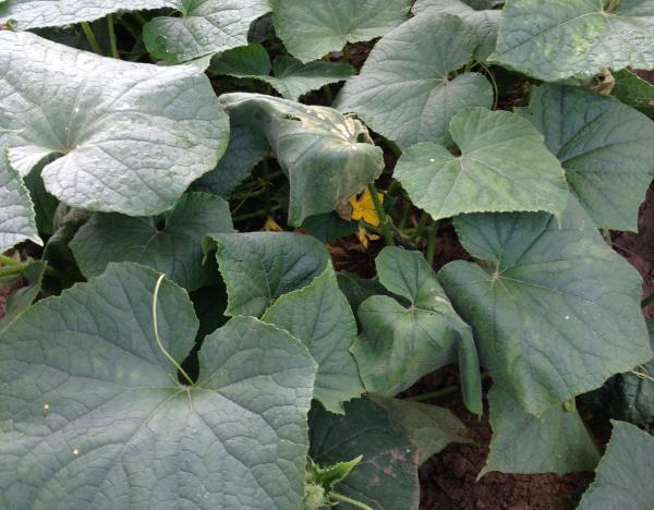 leaves of cucumber plant are wilting