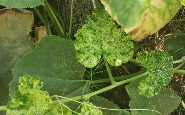 unusual yellow pattern on cucumber leaves - virus symptom