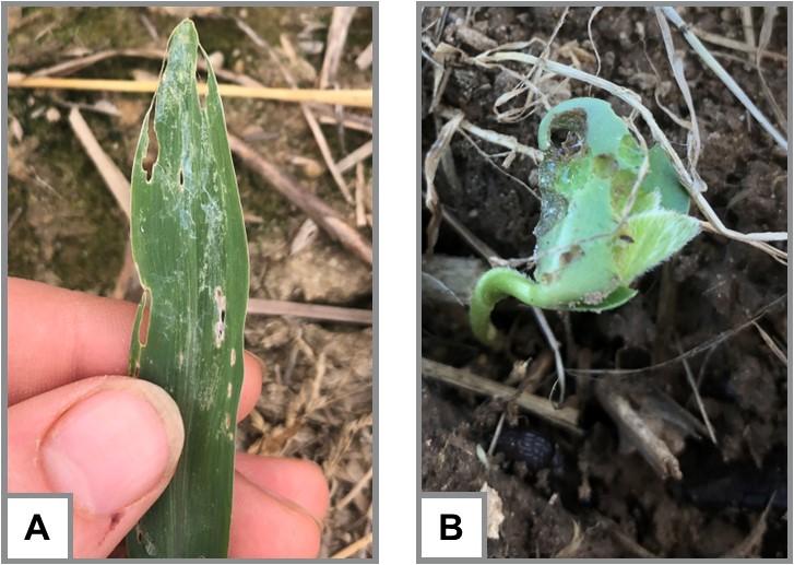 corn foliar and soybean cotyledons