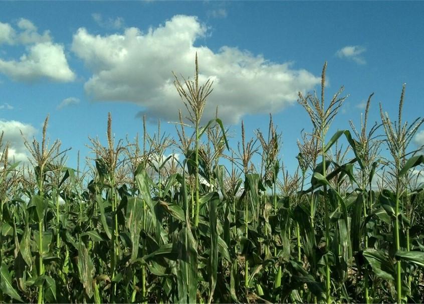 Corn field