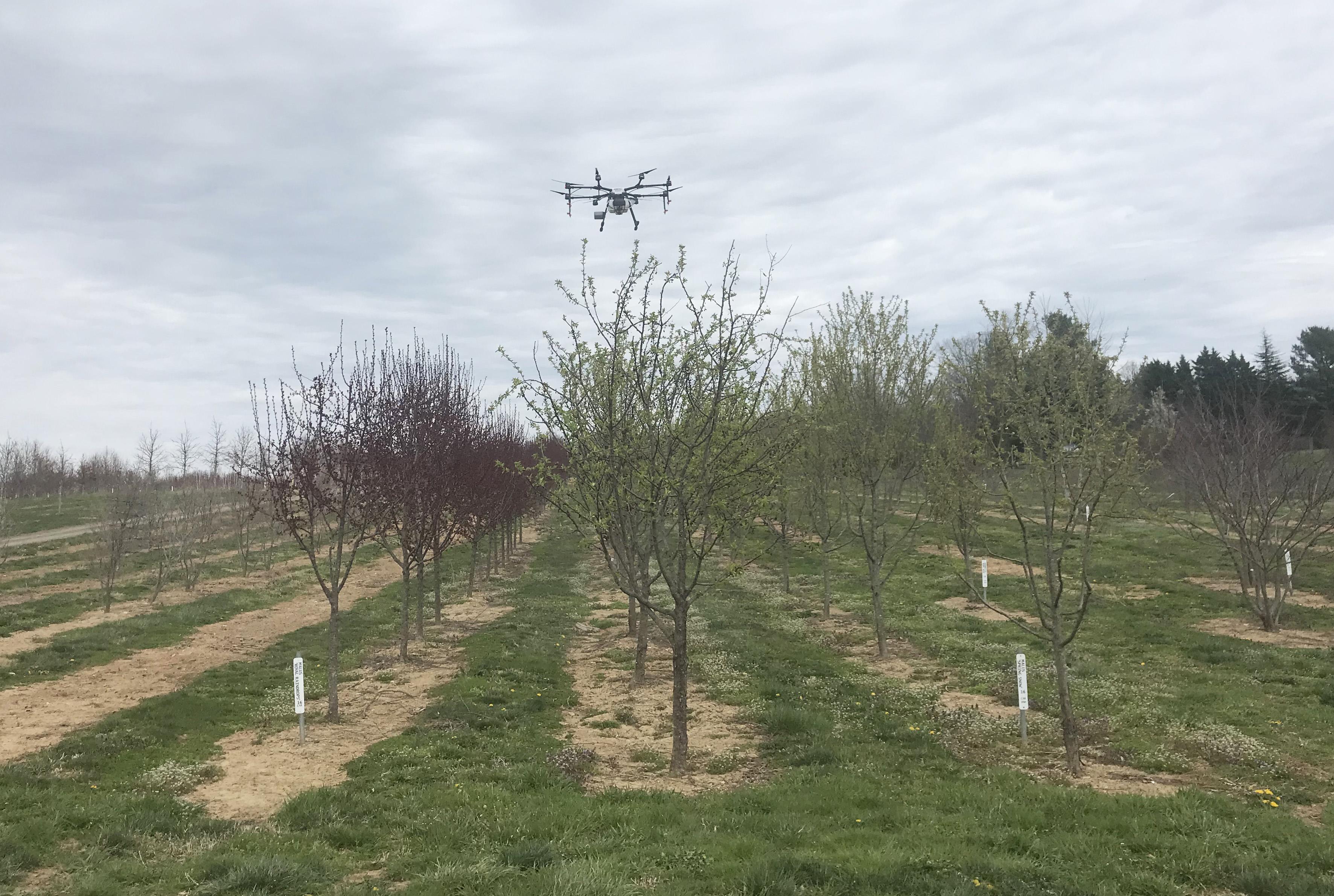 Drone flying over nursery field for ust trial