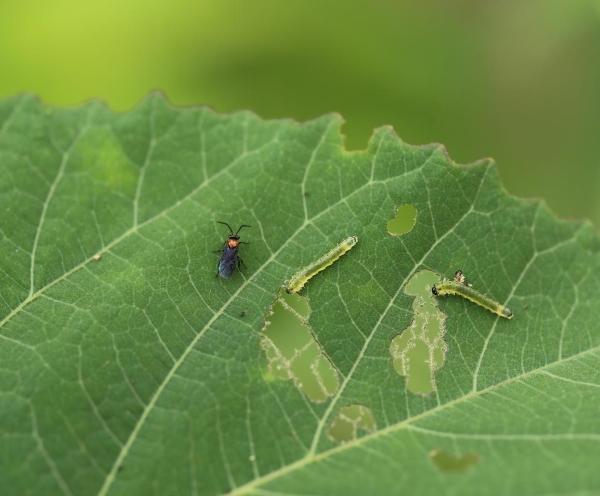 chewed leaves of a hibiscus plant from sawfly insects