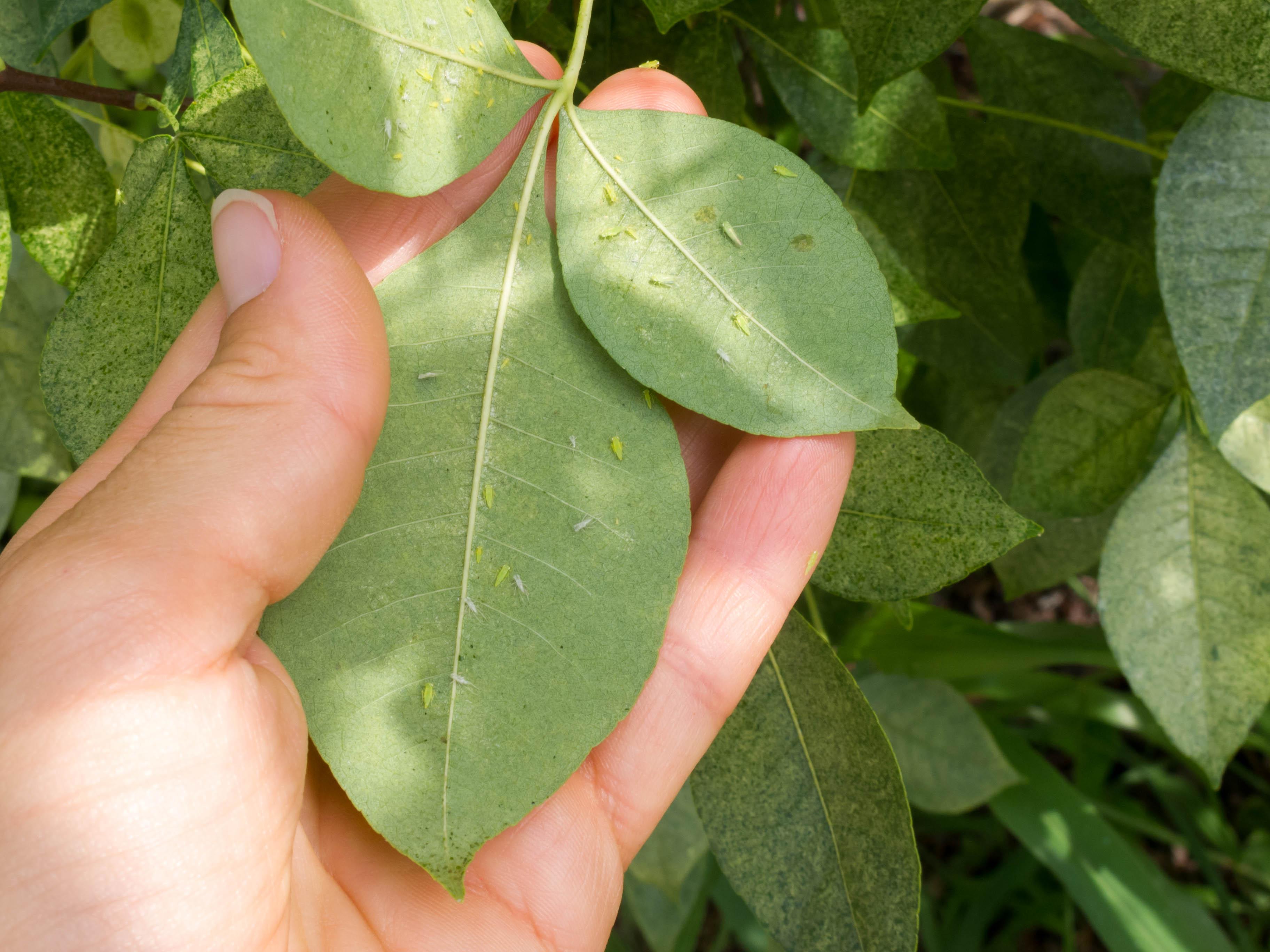 tiny green jumping insects on a plant - leafhoppers